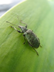 little beetle on the leafe