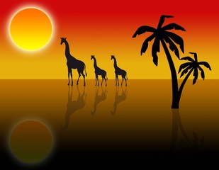Giraffen in der Wüste