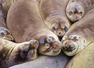 Elephant seals