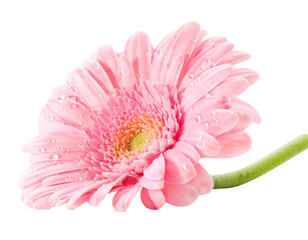 roze gerbera © kris@Positief