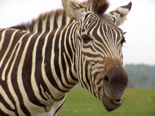 Fototapeta na wymiar Zebra: close-up
