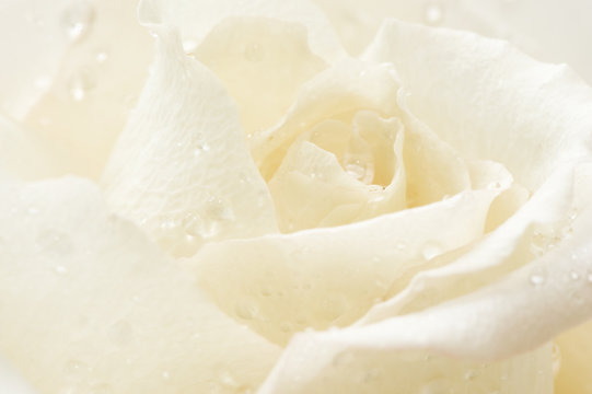 Fototapeta macro geïsoleerde witte roos