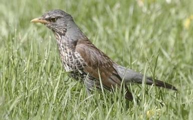 Bird in the grass. 