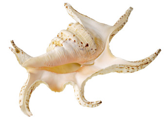 Spider conch shell