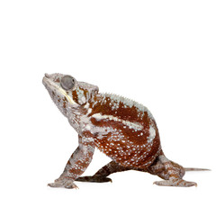 Chameleon Furcifer Pardalis - Masoala (4 years)