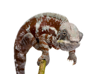 Chameleon Furcifer Pardalis - Masoala (4 years)