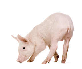 Young pig (+/-1 month) © Eric Isselée