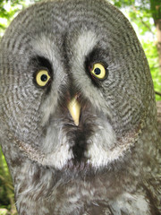 Owl, gray owl