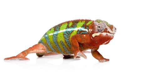 Fototapeta premium Chameleon Furcifer Pardalis - Ambilobe (18 months)