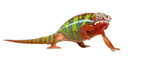 Chameleon Furcifer Pardalis - Ambilobe (18 months)