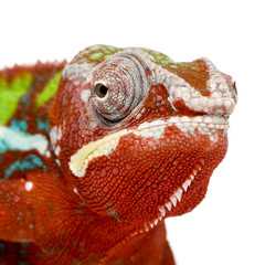 Naklejka premium Chameleon Furcifer Pardalis - Ambilobe (18 months)