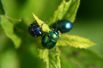 Close up nsect pests eating mint stalk