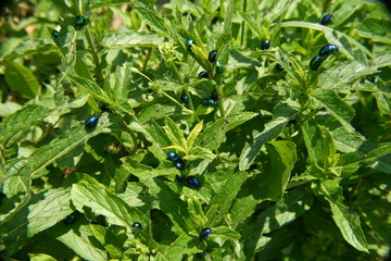 Mint stalk destroyed by insect pests