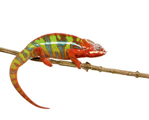 Chameleon Furcifer Pardalis - Ambilobe (18 months) © Eric Isselée