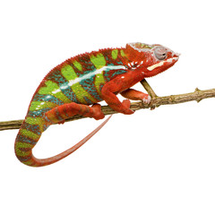 Naklejka premium Chameleon Furcifer Pardalis - Ambilobe (18 miesięcy)