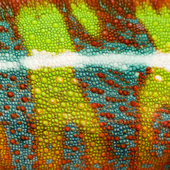 Fototapeta premium close-up on a colorful reptile skin