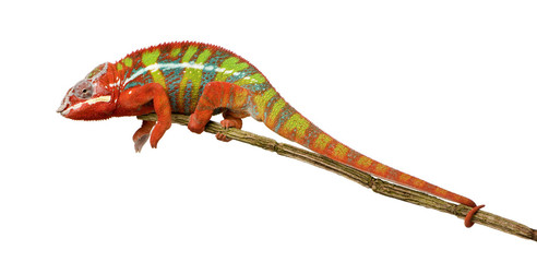 Chameleon Furcifer Pardalis - Ambilobe (18 months)