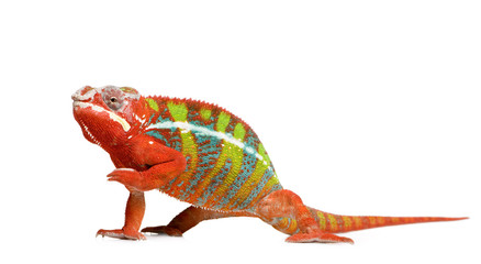Obraz premium Chameleon Furcifer Pardalis - Ambilobe (18 months)