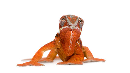 Naklejka premium Chameleon Furcifer Pardalis - Sambava (2 years)