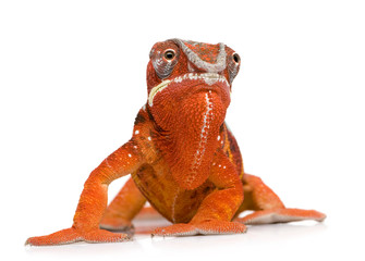 Fototapeta premium Chameleon Furcifer Pardalis - Sambava (2 lata)