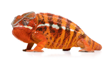 Naklejka premium Chameleon Furcifer Pardalis - Sambava (2 years)