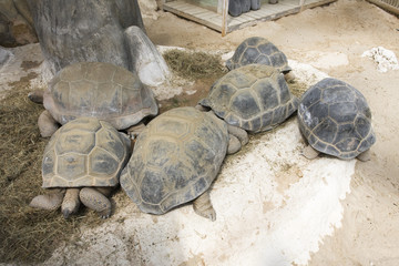 Fototapeta premium tortue de terre