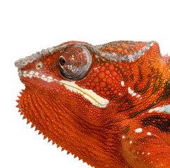 Fototapeta premium Chameleon Furcifer Pardalis - Sambava (2 years)