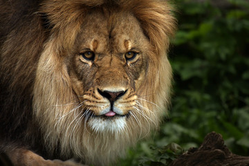 Fototapeta na wymiar Rude Lion