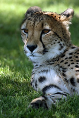 African Cheetah