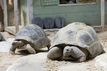 tortue de terre