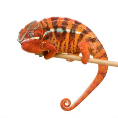 Obraz premium Chameleon Furcifer Pardalis - Sambava (2 lata)