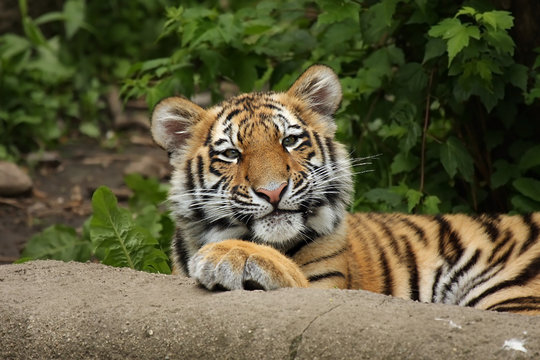 Funny Siberian Cub