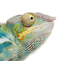 Fototapeta premium Young Chameleon Furcifer Pardalis - Ankify (8 months)