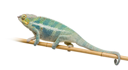 Young Chameleon Furcifer Pardalis - Ankify (8 months)