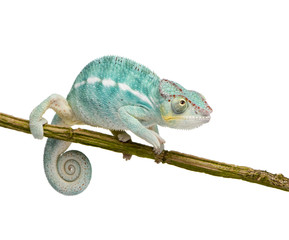 Obraz premium Young Chameleon Furcifer Pardalis - Nosy Be(7 months)