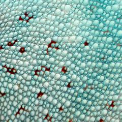 close-up on a colorful reptile skin