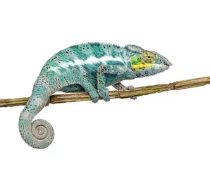 Foto op Canvas Chameleon Furcifer Pardalis - Nosy Faly (18 maanden) © Eric Isselée