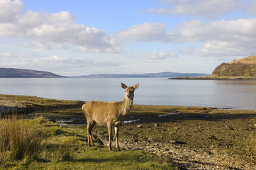Scottish Red deer hind at the sea shore