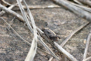 Grey grasshopper on a grey background