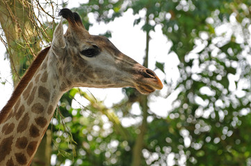 Giraffe