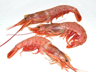 Gamberi