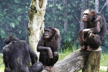 3 Zoo Chimps Looking for Entertainment during Day