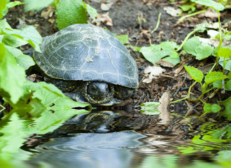 turtle on the bank