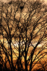 arbre au coucher de soleil