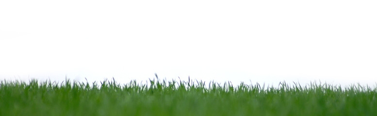 Fototapeta premium Gras Streifen