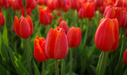 Fototapeta premium Sea of tulips