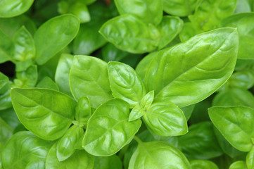 Basilikum
