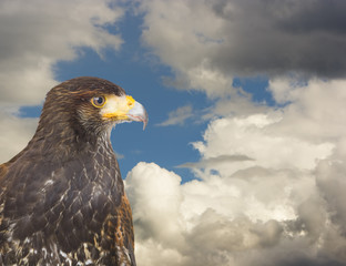 eagle hawk predatory bird