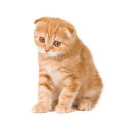 sad kitten
