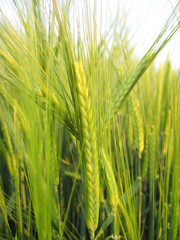 Obraz premium gerste